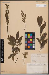 Foto von Salix cinerea L. x Salix nigricans Sm.